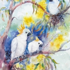 yvonne west Cheeky Cockatoos watercolour 22x17" sold