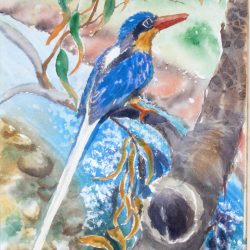 kingfisher flora and fauna yvonne west